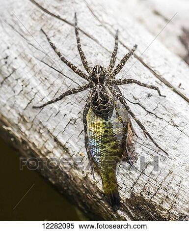 Stock Photography - Brownish-grey fishing spider (dolomedes tenebrosus) on a log; Ontario, Canada. Fotosearch