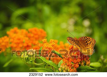 Stock Image - Butterfly Weed With A Great Spangled Fritillary (Speyeria Cybele), Hocking Hills State Park; Ohio, United States Of America. Fotosearch