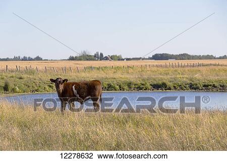 Calf beside dugout, near St. Albert; Alberta, Canada View Large Photo Image Stock Image - Calf beside dugout, near St. Albert; Alberta, Canada. Fotosearch