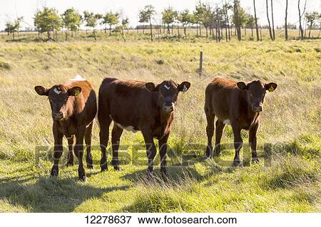 Calves in a field, near St. Albert; Alberta, Canada View Large Photo Image Stock Photo - Calves in a field, near St. Albert; Alberta, Canada. Fotosearch