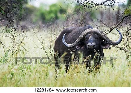 Cape Buffalo (Syncerus caffer), Kruger National Park; South Africa View Large Photo Image Picture - Cape Buffalo (Syncerus caffer), Kruger National Park; South Africa. Fotosearch