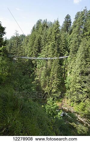Capilano Suspension Bridge; Vancouver, British Columbia, Canada View Large Photo Image Stock Photo - Capilano Suspension Bridge; Vancouver, British Columbia, Canada. Fotosearch