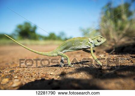 Chameleon (Chamaeleonidae), Kruger National Park; South Africa View Large Photo Image Stock Image - Chameleon (Chamaeleonidae), Kruger National Park; South Africa. Fotosearch