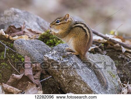 Chipmunk feeding in a forest; Ontario, Canada View Large Photo Image Stock Photograph - Chipmunk feeding in a forest; Ontario, Canada. Fotosearch