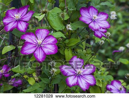 Clematis with purple blossoms; Waterloo, Quebec, Canada View Large Photo Image Stock Photo - Clematis with purple blossoms; Waterloo, Quebec, Canada. Fotosearch