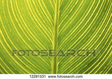 Close up detail of a leaf in two shades of green; Wootha, Queensland, Australia View Large Photo Image Stock Image - Close up detail of a leaf in two shades of green; Wootha, Queensland, Australia. Fotosearch