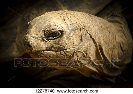 Stock Image - Close up of a tortoise at the Munich Zoo; Munich, Germany. Fotosearch