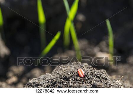 Stock Image - Close up of a treated grain of wheat on top of soil with first leaves in the background; Alberta, Canada. Fotosearch