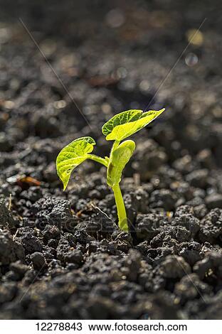 Close up of an early bean plant with first two leaves; Calgary, Alberta, Canada View Large Photo Image Stock Image - Close up of an early bean plant with first two leaves; Calgary, Alberta, Canada. Fotosearch