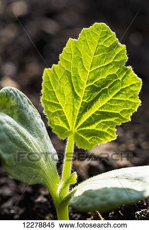 Stock Photography - Close up of an early cucumber plant with large leave backlit; Calgary, Alberta, Canada. Fotosearch