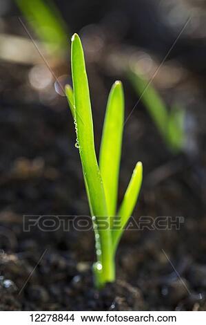 Picture - Close up of an early onion plant with water droplets; Calgary, Alberta, Canada. Fotosearch