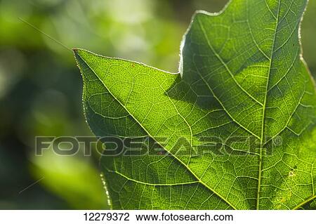 Close up of cotton leaf; England, Arkansas, United States of America View Large Photo Image Stock Image - Close up of cotton leaf; England, Arkansas, United States of America. Fotosearch
