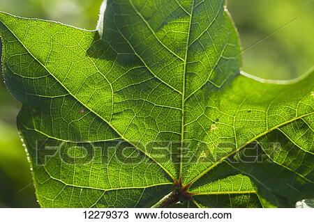 Close up of cotton leaf; England, Arkansas, United States of America View Large Photo Image Stock Image - Close up of cotton leaf; England, Arkansas, United States of America. Fotosearch