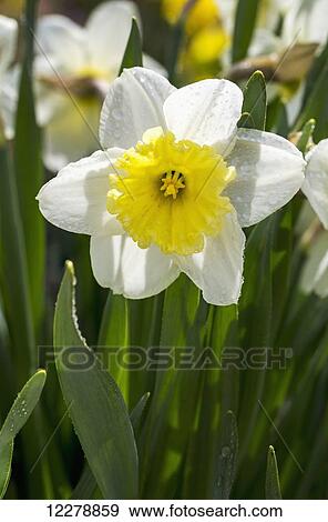 Stock Photo - Close up of daffodil with water droplets; Calgary, Alberta, Canada. Fotosearch