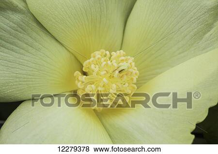 Close up of interior of white cotton bloom, where pollination occurs; England, Arkansas, United States of America View Large Photo Image Stock Photo - Close up of interior of white cotton bloom, where pollination occurs; England, Arkansas, United States of America. Fotosearch
