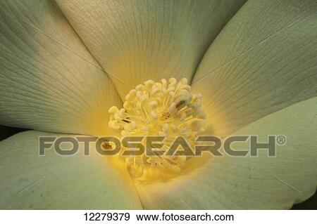 Close up of interior of white cotton bloom, where pollination occurs; England, Arkansas, United States of America View Large Photo Image Stock Photo - Close up of interior of white cotton bloom, where pollination occurs; England, Arkansas, United States of America. Fotosearch