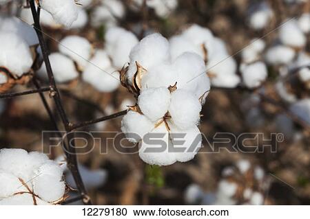 Stock Image - Close up of open boll of cotton; England, Arkansas, United States of America. Fotosearch