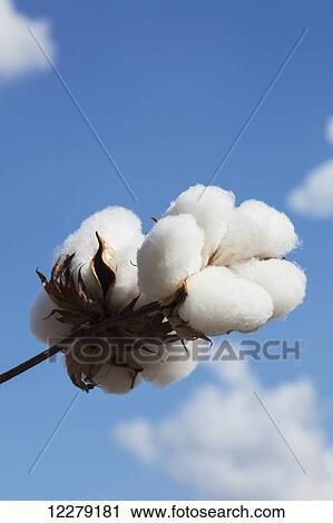 Close up of open boll of cotton; England, Arkansas, United States of America View Large Photo Image Stock Image - Close up of open boll of cotton; England, Arkansas, United States of America. Fotosearch
