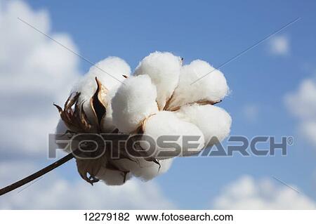Close up of open boll of cotton; England, Arkansas, United States of America View Large Photo Image Stock Image - Close up of open boll of cotton; England, Arkansas, United States of America. Fotosearch