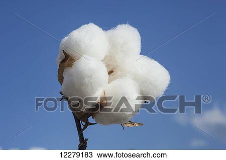 Stock Image - Close up of open boll of cotton; England, Arkansas, United States of America. Fotosearch