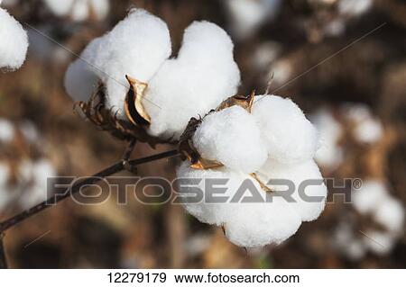 Close up of open boll of cotton; England, Arkansas, United States of America View Large Photo Image Stock Photo - Close up of open boll of cotton; England, Arkansas, United States of America. Fotosearch