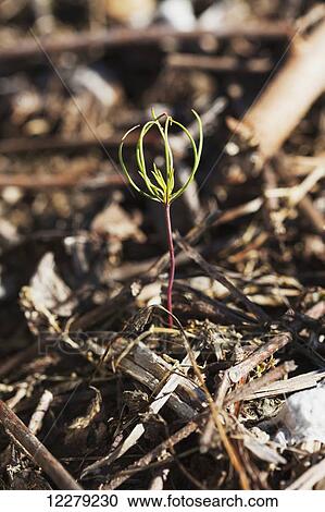 Close up of pine tree seedling coming up in a field where no till cotton was mostly grown; England, Arkansas, United States of America View Large Photo Image Stock Image - Close up of pine tree seedling coming up in a field where no till cotton was mostly grown; England, Arkansas, United States of America. Fotosearch