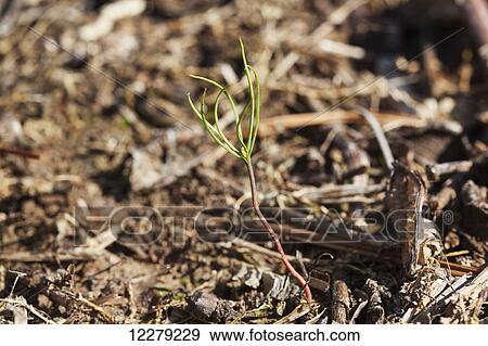 Close up of pine tree seedling coming up in a field where no till cotton was mostly grown; England, Arkansas, United States of America View Large Photo Image Stock Photo - Close up of pine tree seedling coming up in a field where no till cotton was mostly grown; England, Arkansas, United States of America. Fotosearch