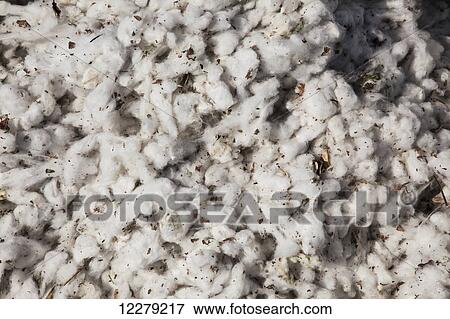 Stock Photo - Close up of seed cotton with debris; England, Arkansas, United States of America. Fotosearch
