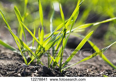 Close up of the first leaves of a grain crop; Alberta, Canada View Large Photo Image Stock Image - Close up of the first leaves of a grain crop; Alberta, Canada. Fotosearch