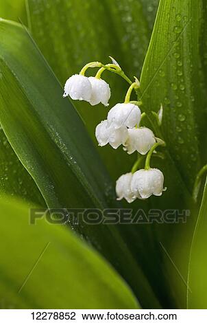 Close up of white flowers of a lily of the valley with water droplets; Calgary, Alberta, Canada View Large Photo Image Stock Image - Close up of white flowers of a lily of the valley with water droplets; Calgary, Alberta, Canada. Fotosearch