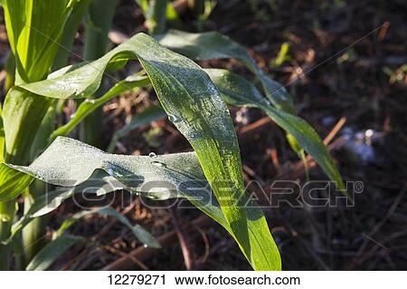 Close up of young corn, with dew on leaves in early morning light; England, Arkansas, United States of America View Large Photo Image Stock Image - Close up of young corn, with dew on leaves in early morning light; England, Arkansas, United States of America. Fotosearch