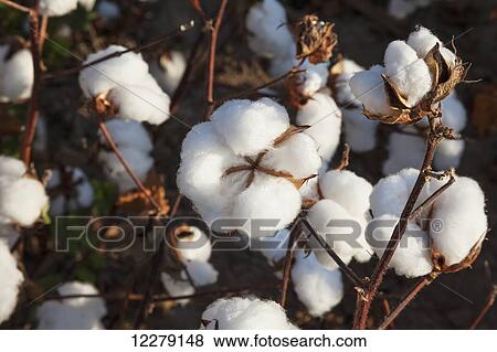 Close up on open boll of cotton; England, Arkansas, United States of America View Large Photo Image Stock Photo - Close up on open boll of cotton; England, Arkansas, United States of America. Fotosearch
