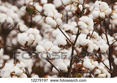 Stock Photo - Close up on part of a cotton plant loaded with open bolls, harvest stage; England, Arkansas, United States of America. Fotosearch