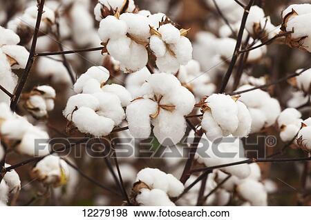 Stock Photo - Close up on part of a cotton plant loaded with open bolls, harvest stage; England, Arkansas, United States of America. Fotosearch