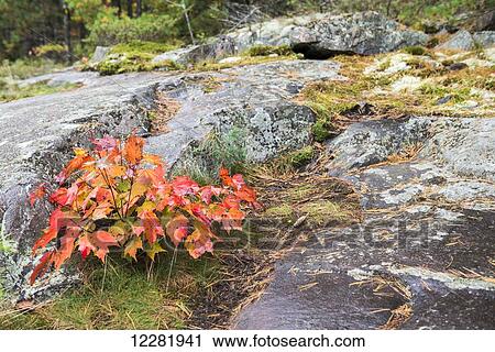 Stock Image - Close up view of a young maple plant with red leaves on a stony ground, Killarney Provincial Park; Ontario, Canada. Fotosearch