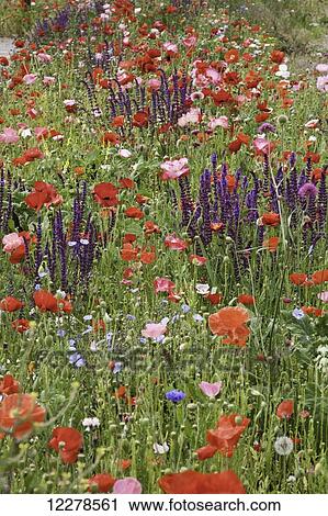 Colourful wildflowers in a field; Melk, Austria View Large Photo Image Stock Image - Colourful wildflowers in a field; Melk, Austria. Fotosearch