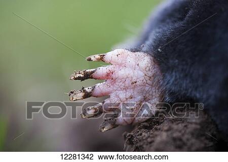 Common mole (Talpa europaea) above ground, showing strong front feet used for digging runs underground; United Kingdom View Large Photo Image Stock Image - Common mole (Talpa europaea) above ground, showing strong front feet used for digging runs underground; United Kingdom. Fotosearch