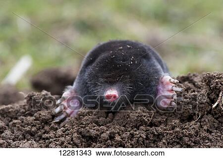 Common mole (Talpa europaea) above ground, showing strong front feet used for digging runs underground; United Kingdom View Large Photo Image Stock Image - Common mole (Talpa europaea) above ground, showing strong front feet used for digging runs underground; United Kingdom. Fotosearch