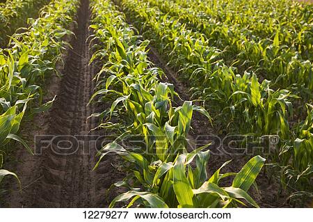 Stock Photo - Conventional till corn; England, Arkansas, United States of America. Fotosearch