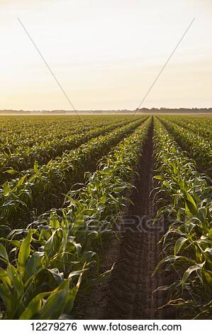 Stock Photograph - Conventional till corn; England, Arkansas, United States of America. Fotosearch