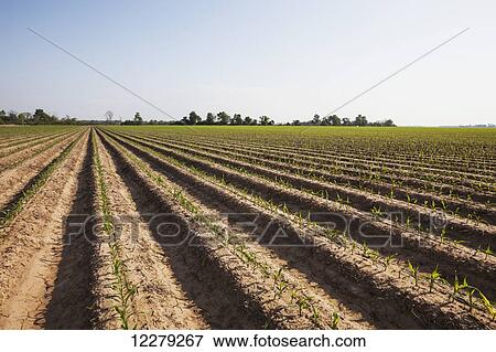 Conventional till corn seedling at 4-5 leaf stage, soil is bedded to furrow irrigation; England, Arkansas, United States of America View Large Photo Image Stock Photo - Conventional till corn seedling at 4-5 leaf stage, soil is bedded to furrow irrigation; England, Arkansas, United States of America. Fotosearch