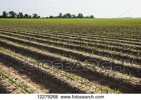 Stock Photo - Conventional till corn seedling at 4-5 leaf stage, soil is bedded to furrow irrigation; England, Arkansas, United States of America. Fotosearch