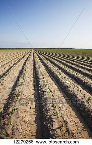 Stock Photograph - Conventional till corn seedling at 4-5 leaf stage, soil is bedded to furrow irrigation; England, Arkansas, United States of America. Fotosearch