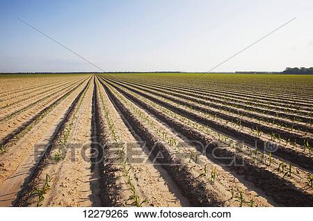 Conventional till corn seedling at 4-5 leaf stage, soil is bedded to furrow irrigation; England, Arkansas, United States of America View Large Photo Image Stock Photography - Conventional till corn seedling at 4-5 leaf stage, soil is bedded to furrow irrigation; England, Arkansas, United States of America. Fotosearch