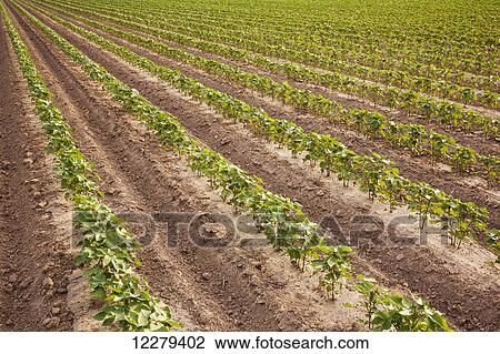 Stock Image - Conventional till cotton 8-10 leaf stage with furrow irrigation; England, Arkansas, United States of America. Fotosearch