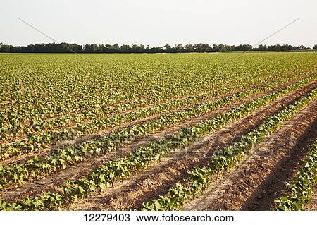 Stock Image - Conventional till cotton 8-10 leaf stage with furrow irrigation; England, Arkansas, United States of America. Fotosearch
