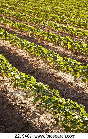 Stock Photo - Conventional till cotton 8-10 leaf stage with furrow irrigation; England, Arkansas, United States of America. Fotosearch