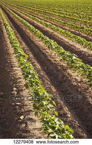 Stock Photo - Conventional till cotton 8-10 leaf stage, with row middles plowed out to facilitate furrow irrigation; England, Arkansas, United States of America. Fotosearch