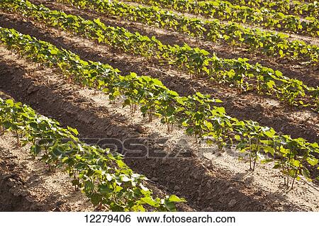 Stock Photograph - Conventional till cotton 8-10 leaf stage with furrow irrigation; England, Arkansas, United States of America. Fotosearch