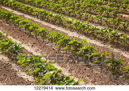 Conventional till cotton, approximately 10 leaf state; England, Arkansas, United States of America View Large Photo Image Picture - Conventional till cotton, approximately 10 leaf state; England, Arkansas, United States of America. Fotosearch